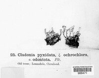 Cladonia pyxidata image